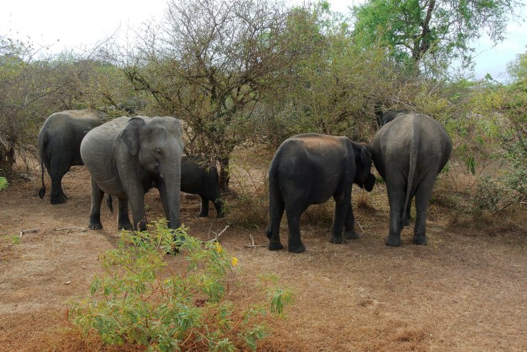 How Many Elephant Species Exist Today?