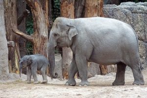 Female Asian Elephant With A Calf