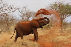 An Elephant Coating Itself with sand
