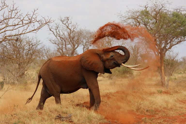 Ten Facts About Elephants You Probably Didn’t Know