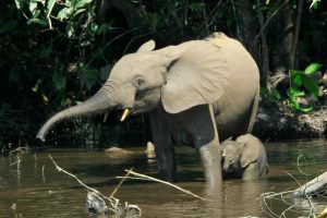Female African Forest Elephant And Calf: Elephant species
