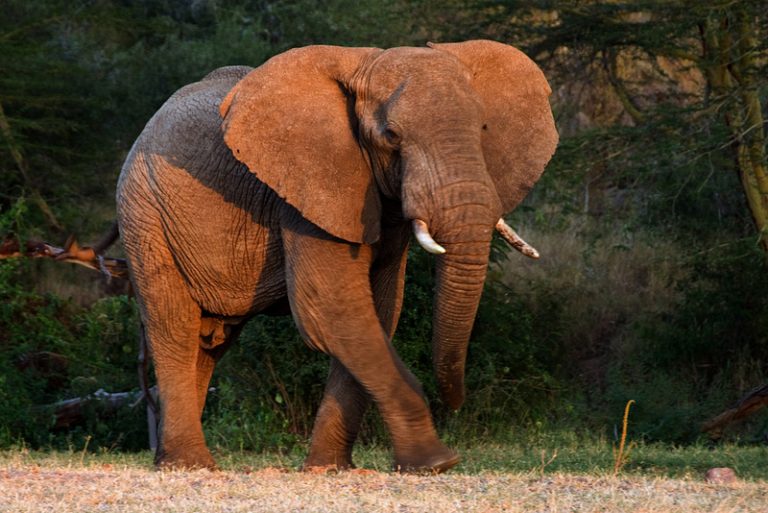 How To Survive An Elephant Attack