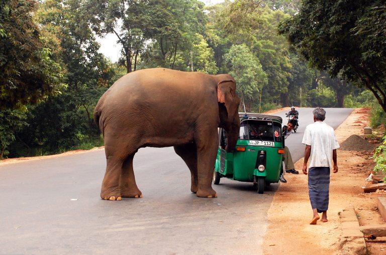 When Elephants Attack