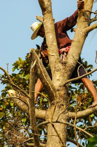 Run Only If You Can Climb A Tree