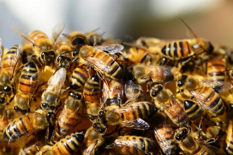 Ants And Bees: Two Little Creatures Elephants Are Afraid Of