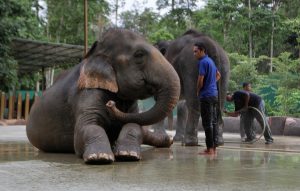 Kuala Gandah Elephant Conservation Centre, Malaysia: Elephant Sanctuaries