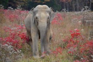 Shirley An Elephant At The Elephant Sanctuary