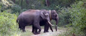 Two Elephants. One Is Wearing An Elephant Collar
