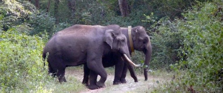 Elephant Collars May Be The Next Hope For Africa’s Endangered Giants