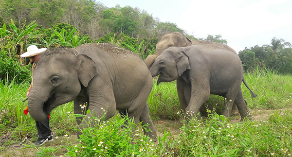 10 Elephant Sanctuaries All Elephant Lovers Have Got To See