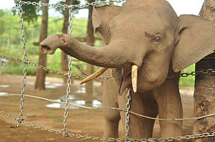This Is Why Wild Elephants In Vietnam Could Be Extinct Soon