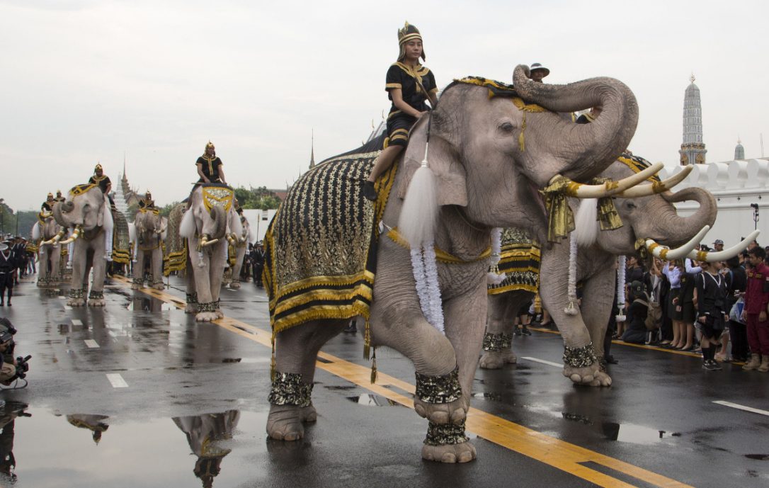 A Procession Of White Elephants In Honor Of The Late Thai King: Thailand's White Elephants