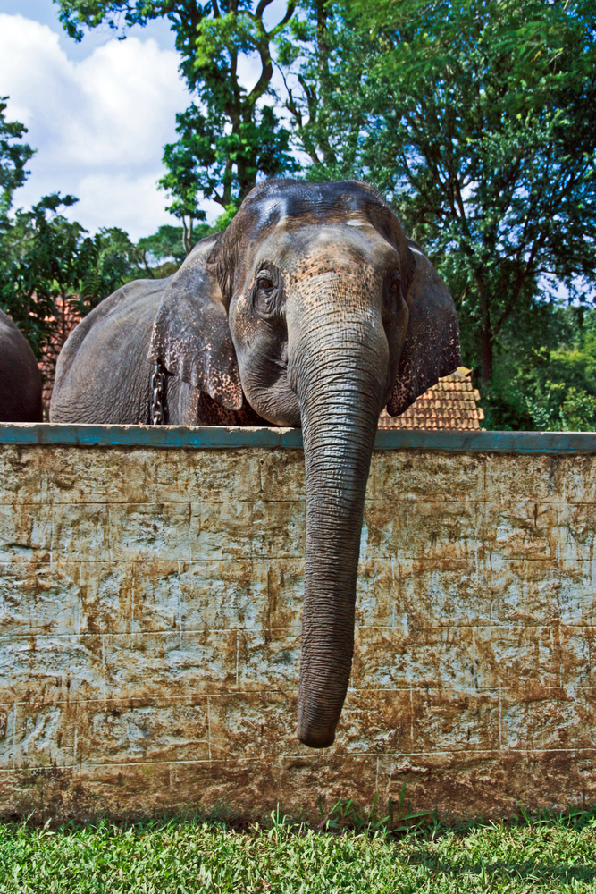 Hungry Wild Elephants In Vietnam Go On Rampage