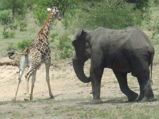 Understanding The Dangers Of The Musth Stage In Bull Elephants