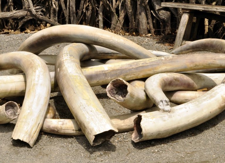 African Elephant Population Still Low Despite Decline In Poaching
