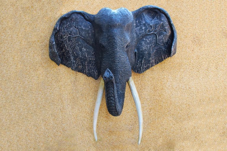Does Elephant Trophy Hunting Help Elephants Or Not? The Facts