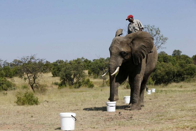 Researchers Say Bomb Sniffing Elephants Could Do A Better Job Than Dogs