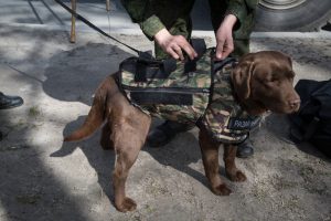 Sniffer Dogs: bomb sniffing elephants