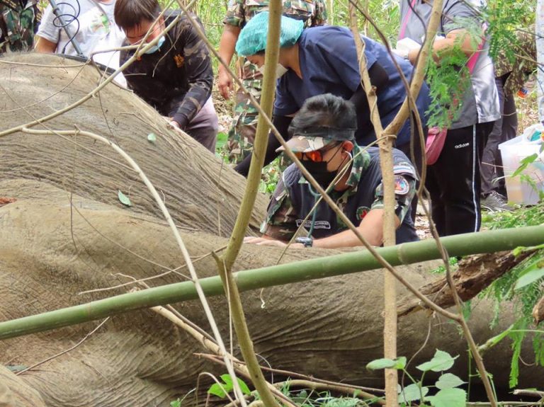 Elephant Shot 20 Times Dies in Kaeng Krachan