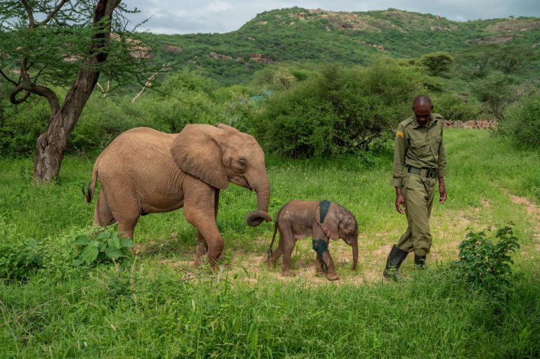 Orphaned Elephants Thriving on Goat Milk