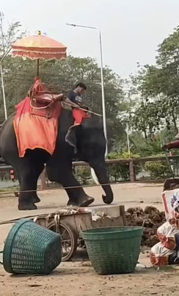 Elephant Jumbo Chan Chao Beaten by Handler