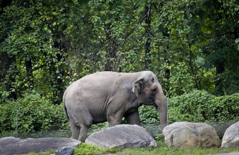 Should Elephants Have Human Rights? 