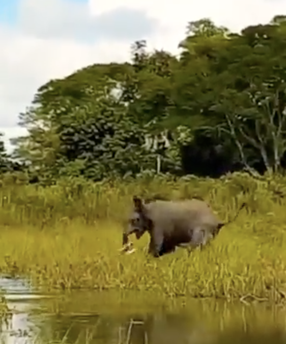 Crocodile Attacks a Baby Elephant￼