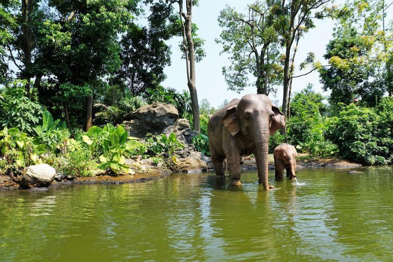 Celebrating World Elephant Day