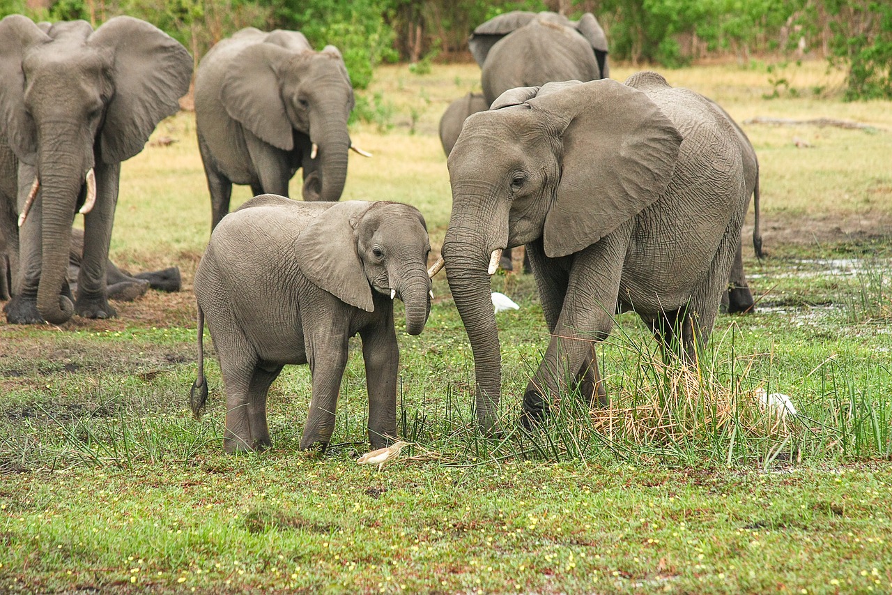 facial nucleus neurons in elephants